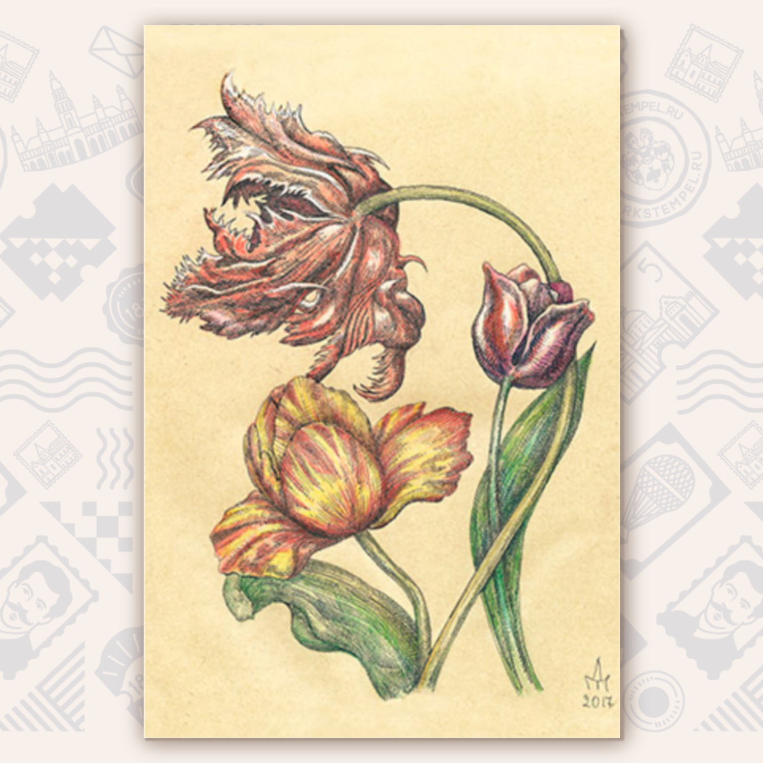 Открытка «Tulipa»
